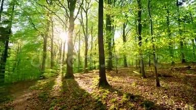 太阳把美丽的光线投射到清新的绿色森林里，时间流逝